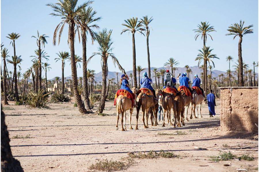 马拉喀什手掌骑骆驼的马若雷勒花园